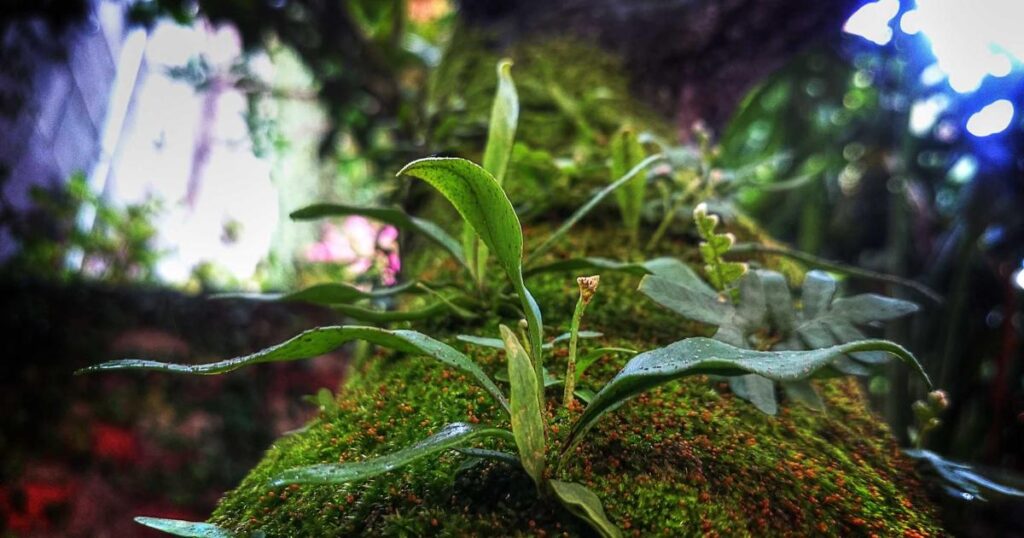 Man on the Run Review: Featured image showing music documentary elements