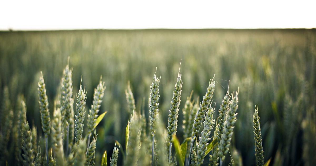 Gruns Review: Featured image showing greens supplements and health products