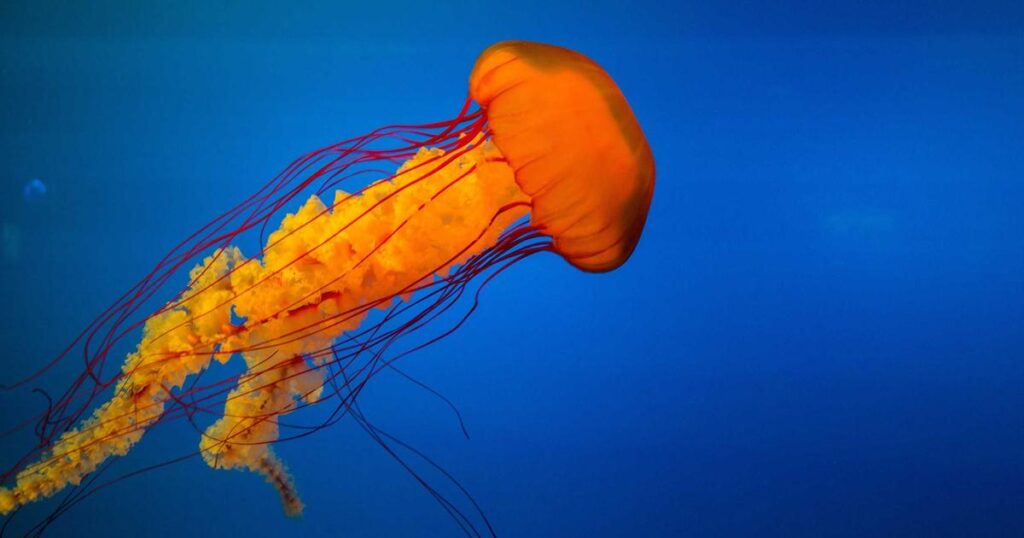 Incogni data privacy protection service review featured image