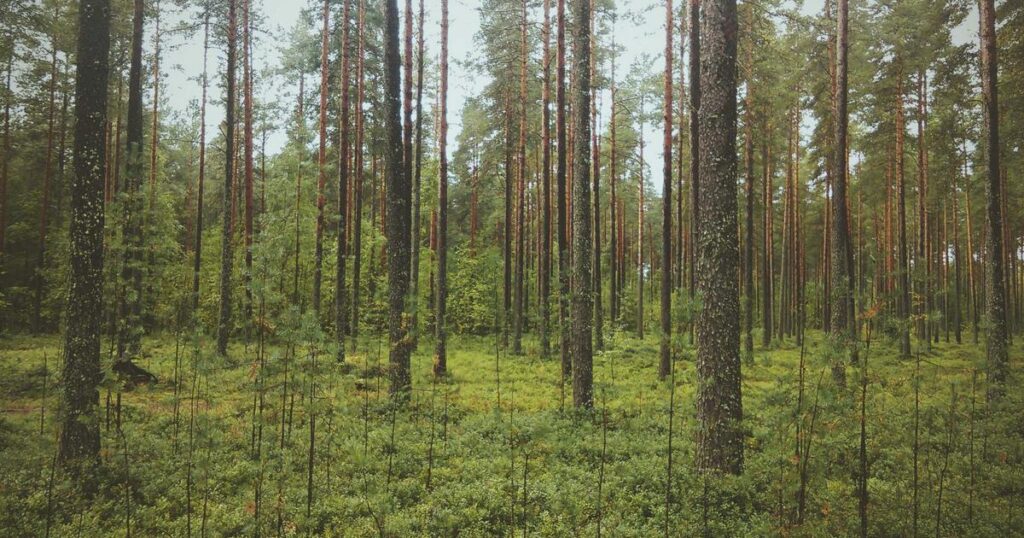 One Battle After Another movie review featured image